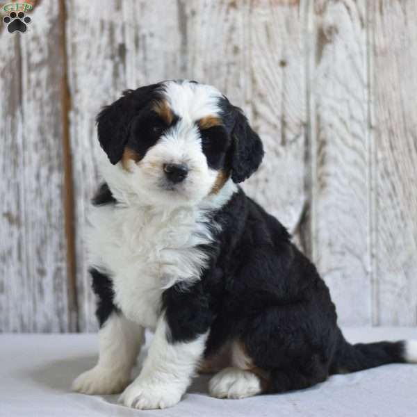 Fritz, Mini Bernedoodle Puppy